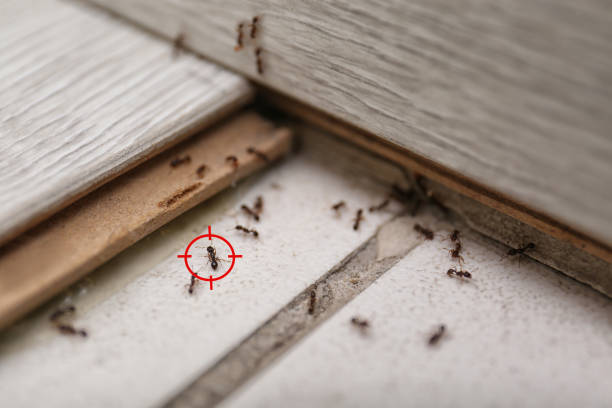 Best Affordable Pest Control Services  in Prairie Grove, AR