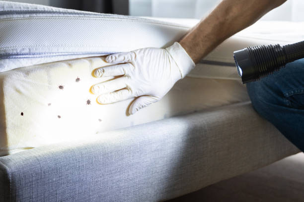 Best Emergency Pest Control  in Prairie Grove, AR
