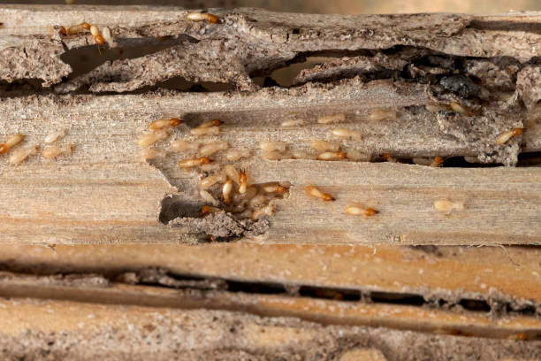 Best Affordable Pest Control Services  in Prairie Grove, AR